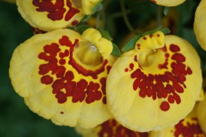 Flowers in the King's garden