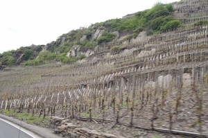 Winery on the way (?) to Kommern 
