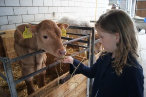 Sophie patting a calf