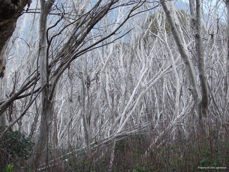 H. Snow Gums