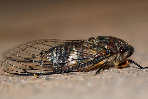 Black Prince Cicada